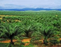 Une des plantations des PHC dans la Grande Orientale