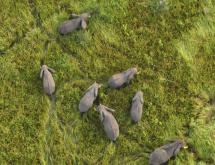 Quelques éléphants du parc national des Virunga localisés dans la vallée d’Ishasha