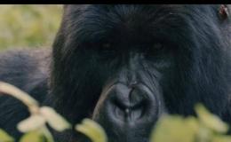 Un gorille de montagne du Parc National des Virunga
