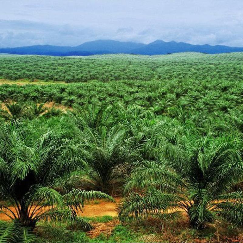 Une des plantations des PHC dans la Grande Orientale