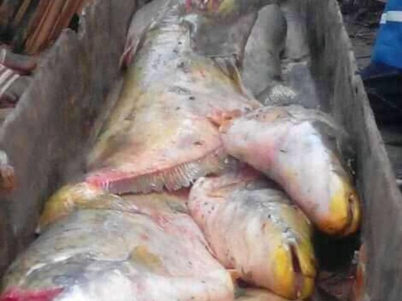 Poisson au Kasaï