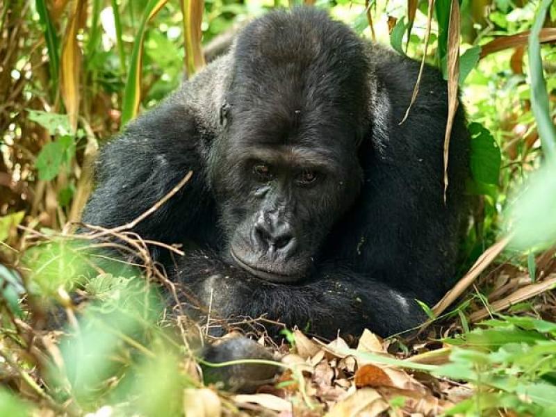 Le gorille solitaire “Mugaruka” en plein sommeil pour l'éternité