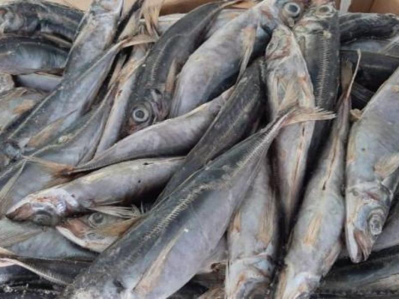 Rabais de prix des produits surgelés : par manque de moyens logistiques, la RDC peine à pêcher dans les eaux namibiennes !