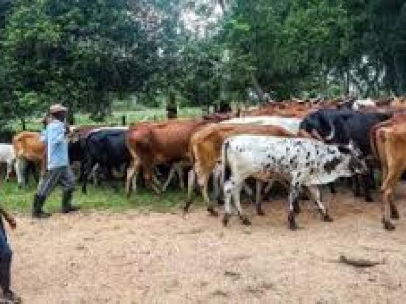 Un gardien des vaches dans le territoire de Rutshuru [Photo d'illustration]