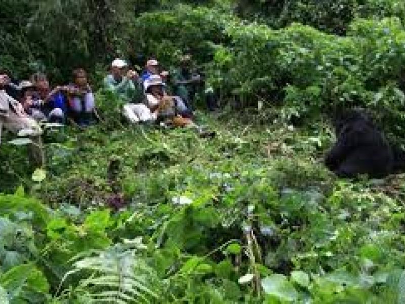 Quelques touristes au Parc de Virunga