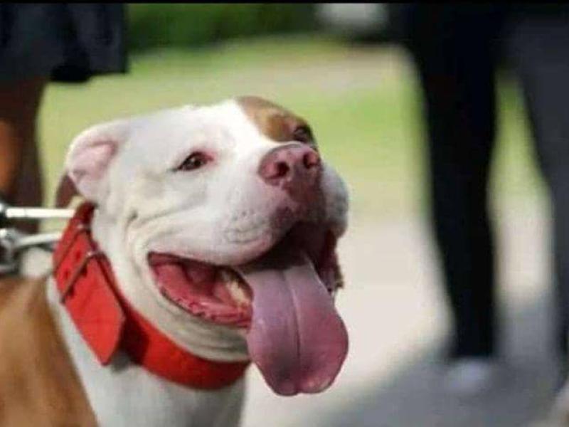 Un chien de race [ Photo d'illustration]