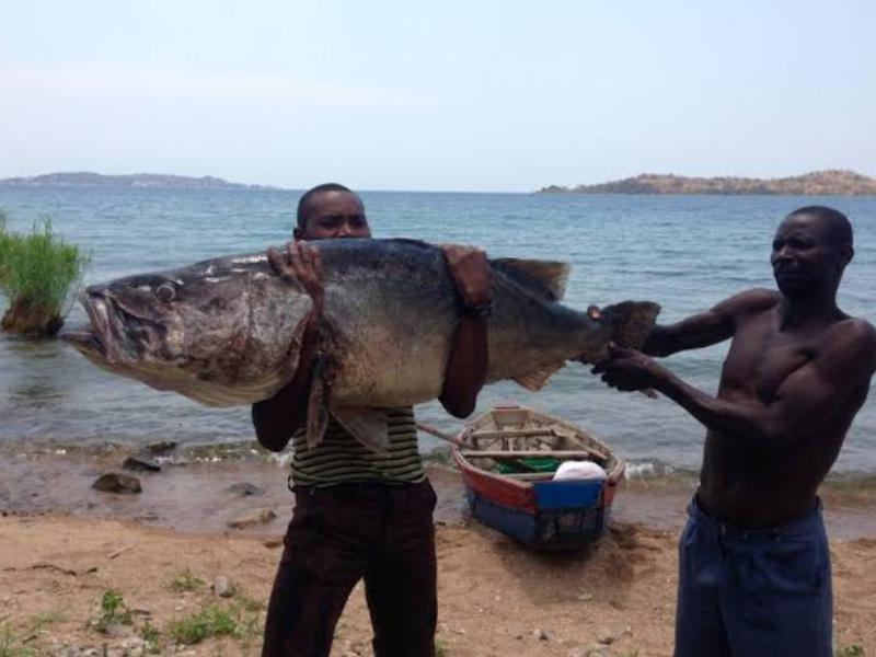 Les pêcheurs artisanaux du lac Tanganyika en RDC