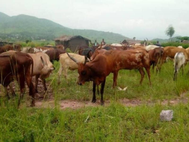 Nyiragongo : une personne gravement blessée et 15 vaches coupées par machette à Kanyangoma