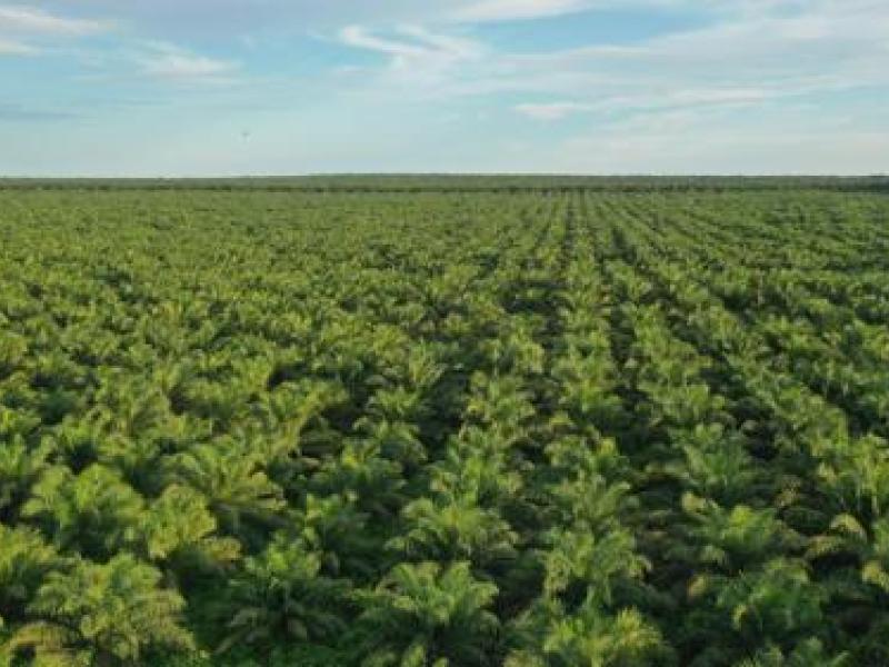 L'une des plantations de la société Plantations et Huileries du Congo. [Photo d'illustration]