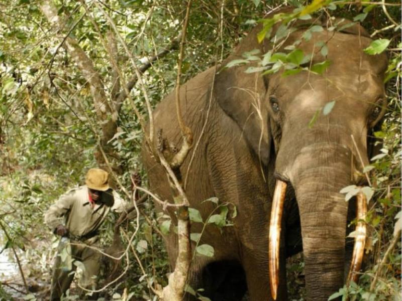 Un éléphant du parc de la Garamba [photo d'illustration]