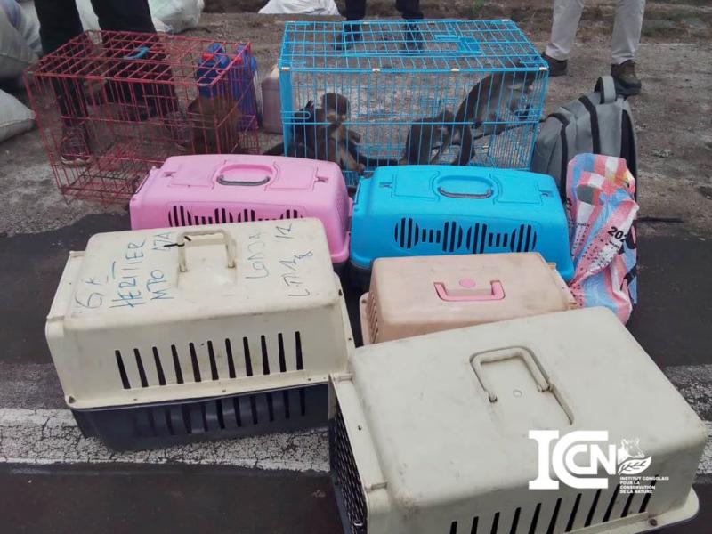 Une cargaison de 15 primates saisis à l'aéroport international de Goma ce mercredi 21 août 2024. Crédit photo: ICCN