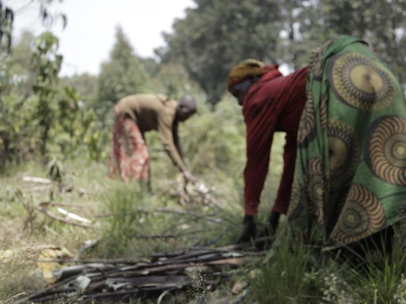 Des déplacés en quête des bois de chauffage dans le Parc national des Virunga [photo d’illustration]