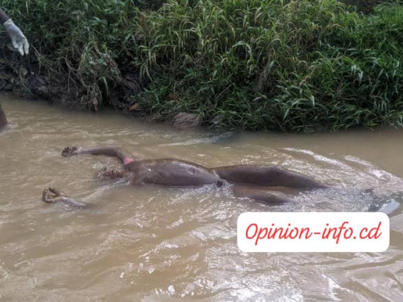 Un corps sans vie découvert sur les eaux de la rivière Kimemi dans la ville de Butembo