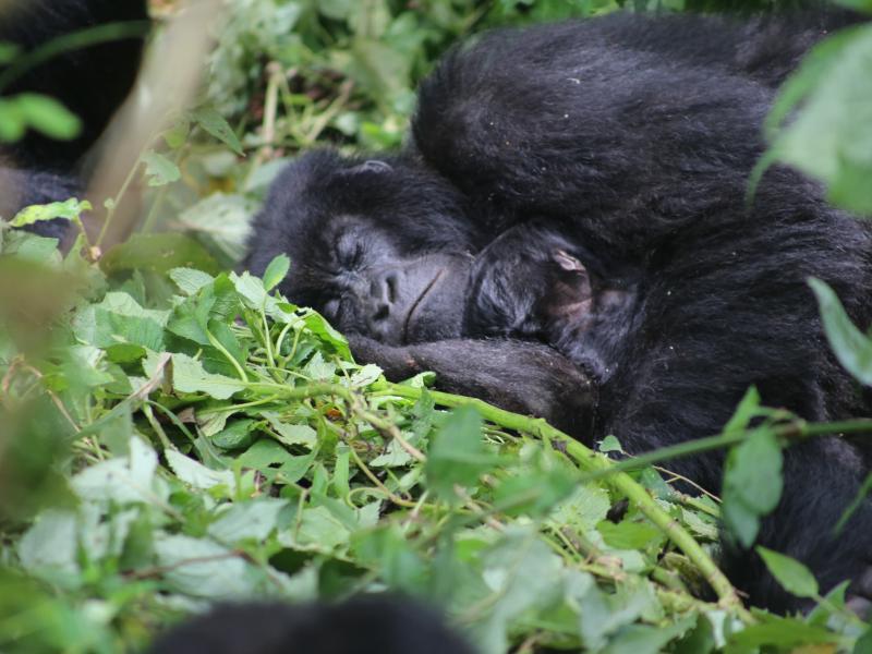 Un gorille de la famille Wilungula du PNVi avec son nouveau-né