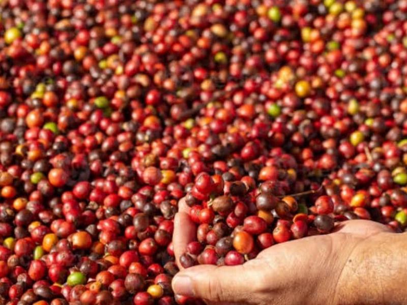 Recolte d’une cerise de café [photo d’illustration]