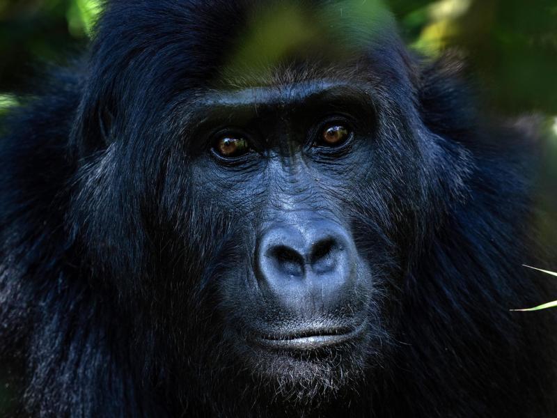 Lulingi l’une des gorilles de pleine, en risque d’extinction, réhabilitée dans le Mont Tshiaberimu, au nord du Parc national des Virunga