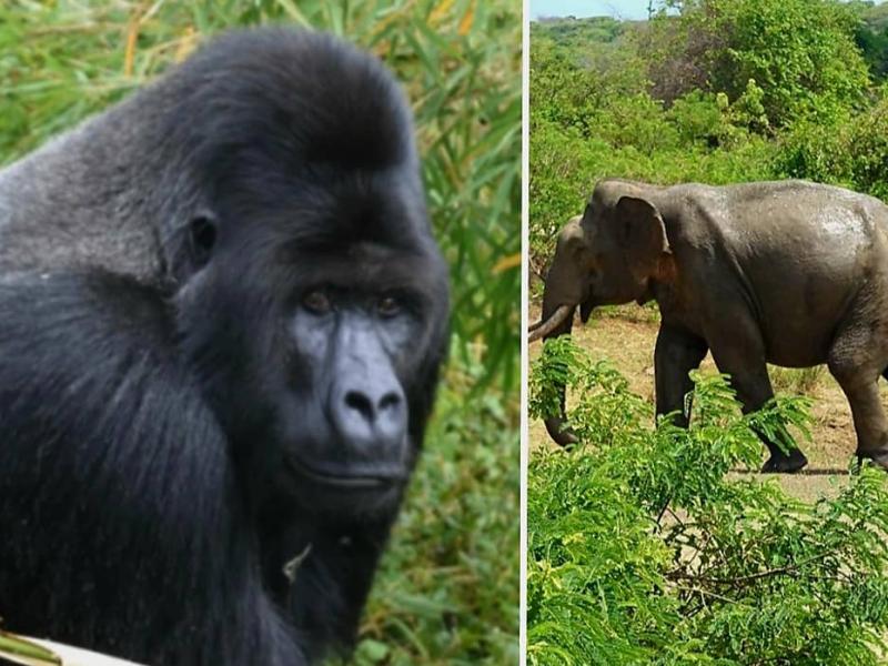 Un gorille de montagne et une buffle du Parc National des Virunga [photo d’illustration]
