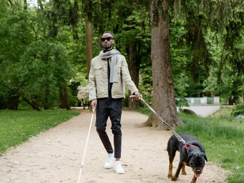 Un chien de compagnie tente de guider un non voyant