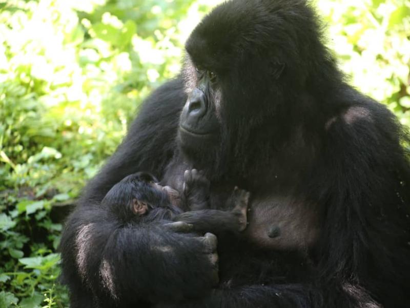Nzabonimpa, la femelle gorille âgée de 14 ans, dans la famille Rugendo, a donné naissance à un petit mâle le 10 mai 2025