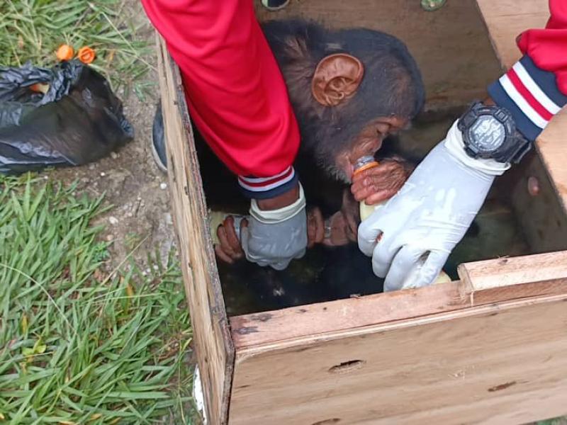 Plus de 40 singes protégés et 3 bébés chimpanzés ont été sauvés lors du démantèlement d’un important réseau de trafic en RDC