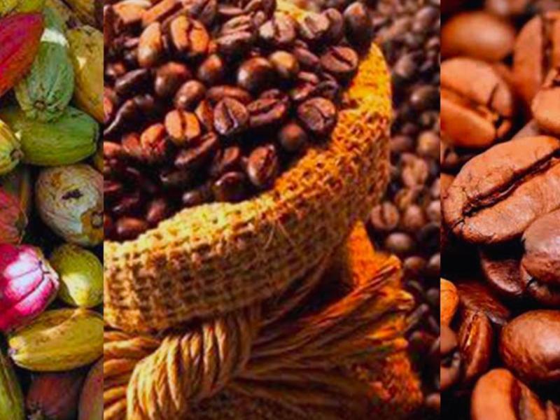 Le cacao et le café du Kivu en République démocratique du Congo [photo d’illustration]