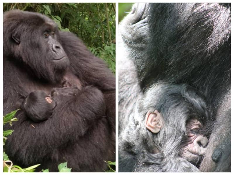 De gauche à droite : la femelle Anangana et son bébé⁠ ainsi que le bébé de la famille Mugisha