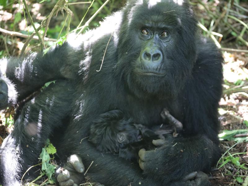 Photo d’illustration