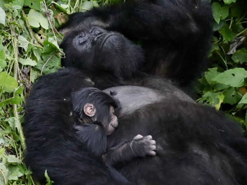 Un nouveau gorille né dans la famille Masibo dans le PNVi