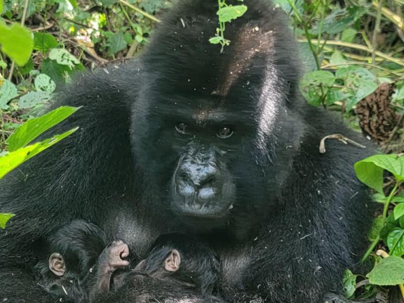 Parc national des Virunga : la famille Baraka passe de 17 à 19 membres grâce à la naissance de jumeaux gorilles   Par Gloire Balolage    La famille Baraka du parc national des Virunga, à l’est de la RDC, s’est agrandie, passant de 17 à 19 membres, avec la naissance de jumeaux gorilles des montagnes. Ce phénomène rare i