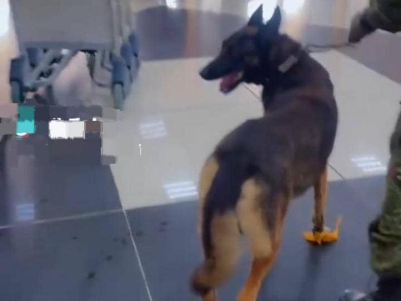 La brigade canine commise au contrôle des bagages à l'aéroport de Kisangani [photo d'illustration]