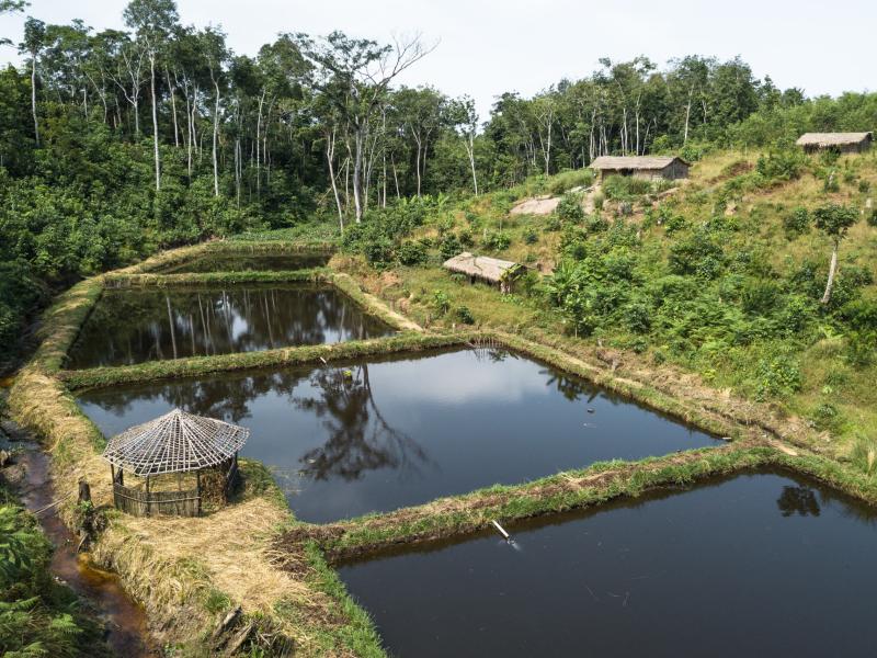 La réserve forestière de Yangambi [photo d'illustration]