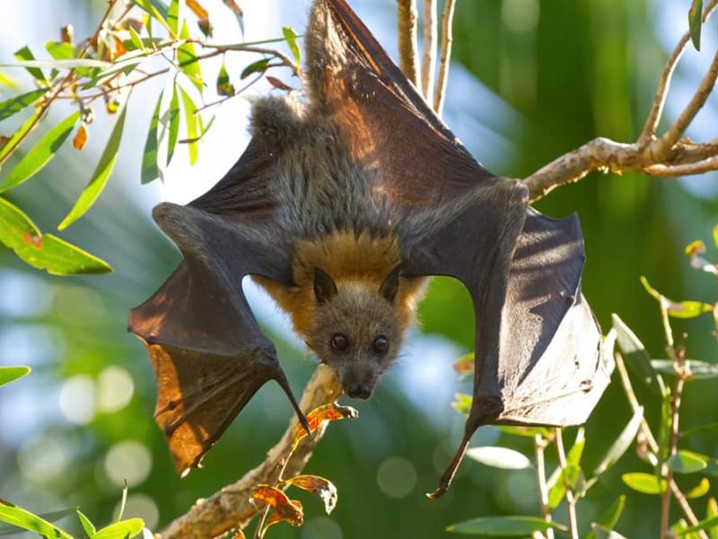 Une chauves-souris dans son habitat [photo d’illustration]