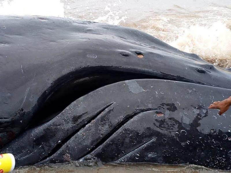 La baleine découverte échoue sur une plage à Muanda, dans le Kongo central (RDC)