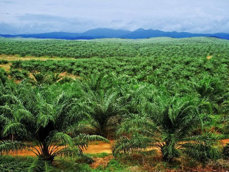 Une des plantations des PHC dans la Grande Orientale