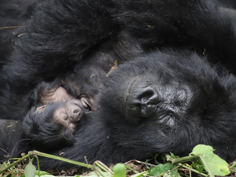 La famille Humba s'agrandit avec la naissance d'un gorille de montagne dans le Parc national des Virunga