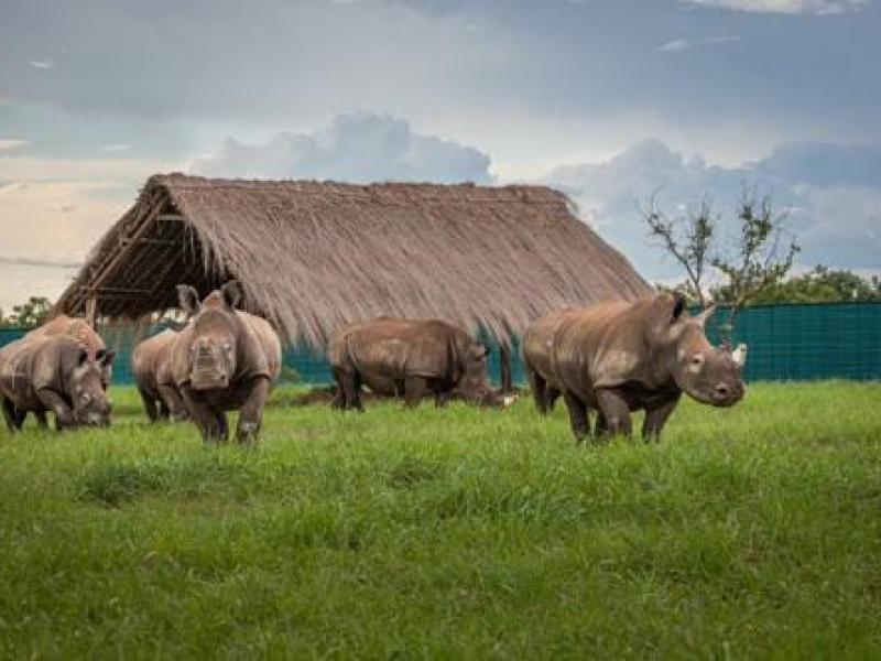 Des rhinocéros blancs dans le parc national de la Garamba [photo d'illustration]