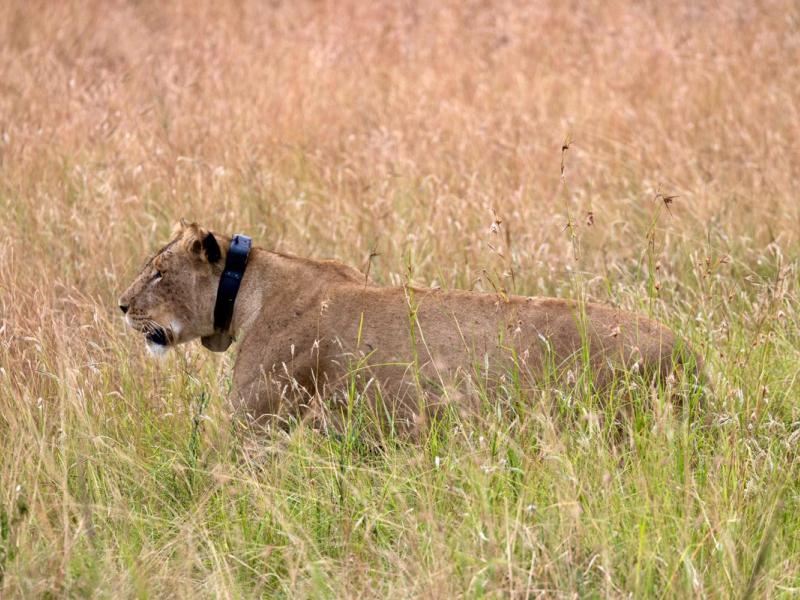 Masika, la lionne équipée d’un GPS qui aide à protéger la troupe d’Ishasha, dans le parc national des Virunga