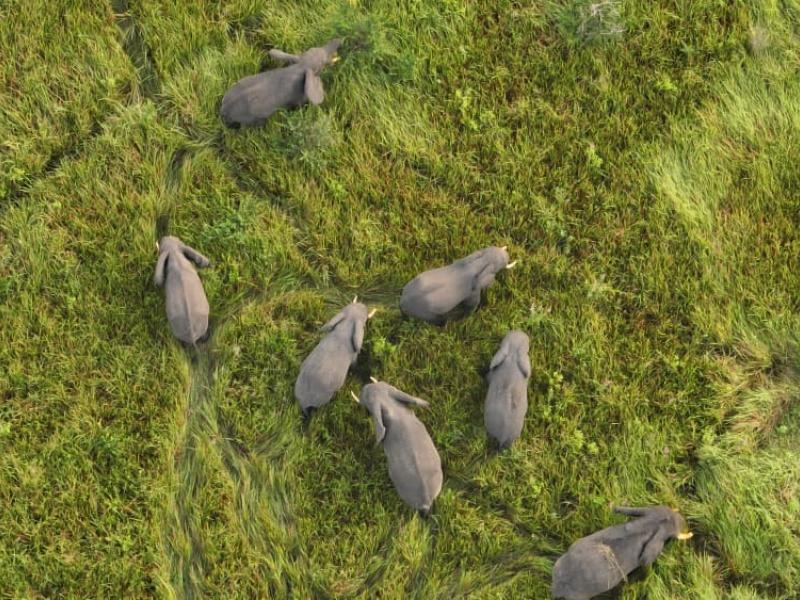 Quelques éléphants du parc national des Virunga localisés dans la vallée d’Ishasha