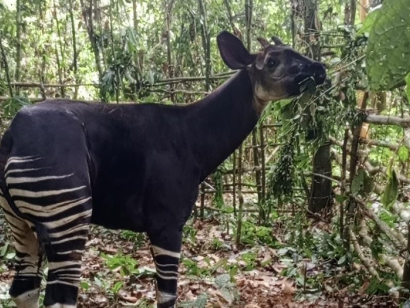 Un géant Okapi découvert dans la Réserve de Rubi-Tele,  dans la province du Bas-Uelé [photo d'illustration]