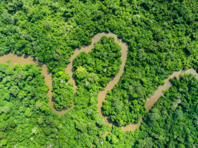 Forêts du bassin du Congo