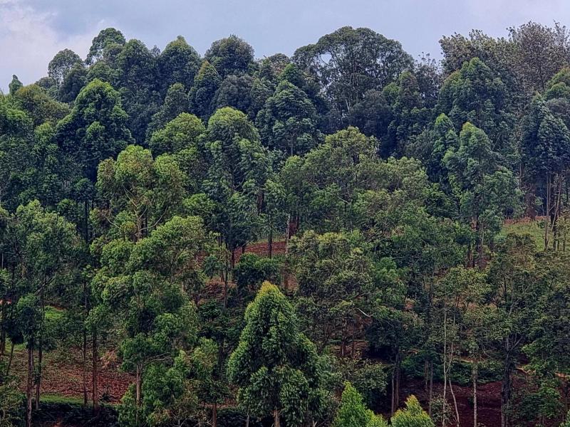 Une plantation d’arbre [photo d'illustration]
