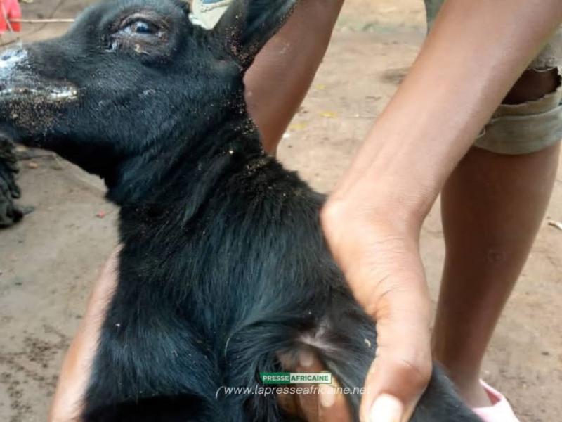Une chèvre présentant des signes pouvant évoquer la peste des petits ruminants   [photo d'illustration]
