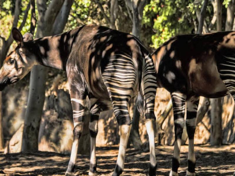 Okapi dans le maiko à Epulu