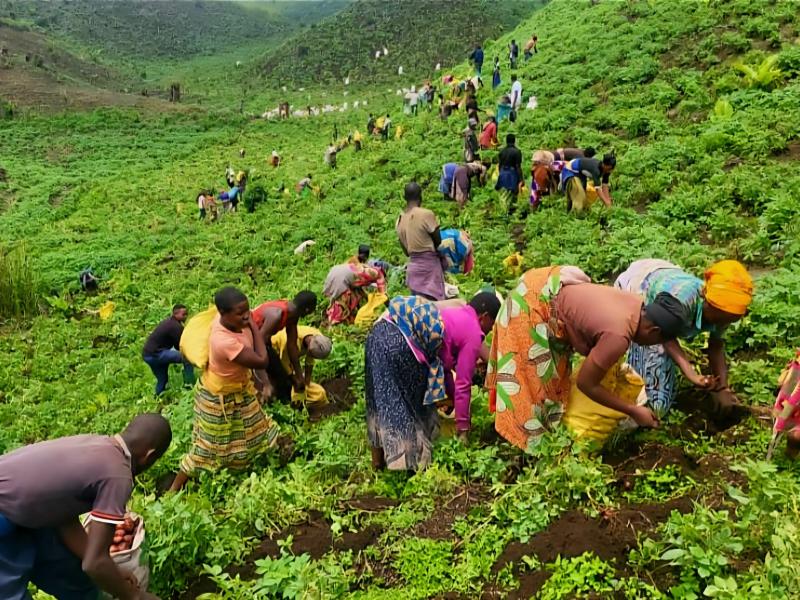 Des femmes agricultrices travaillant dans leurs champs au Nord-Kivu [photo d'illustration]