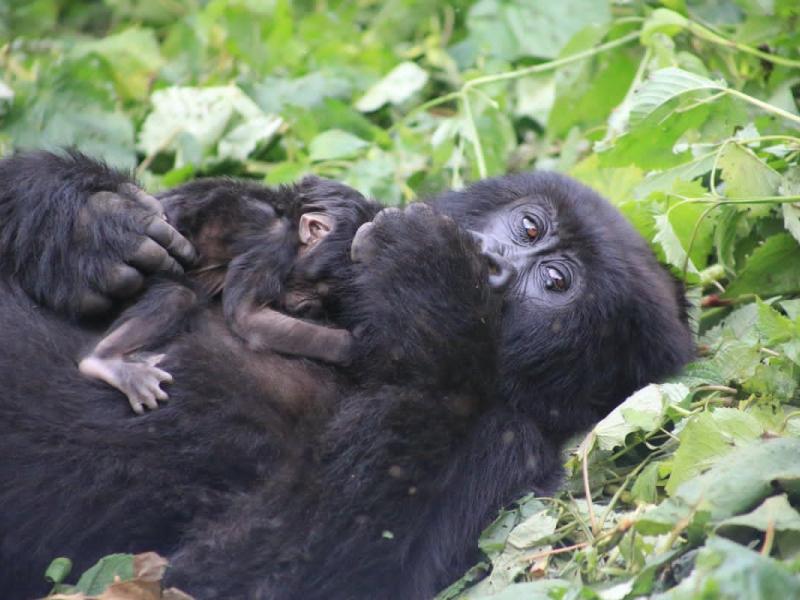 Une femelle gorille de montagne protège son petit dans le Parc national des Virunga