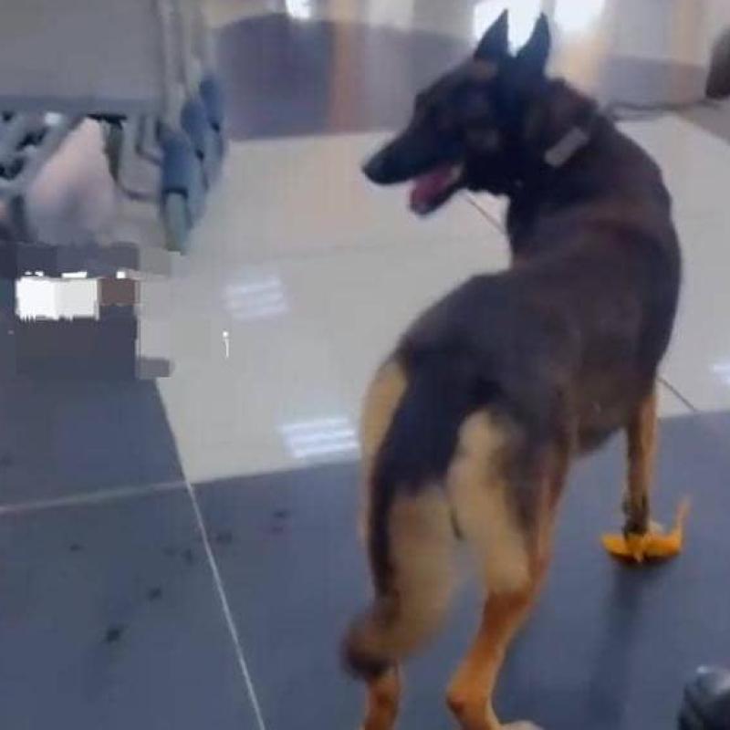 La brigade canine commise au contrôle des bagages à l'aéroport de Kisangani [photo d'illustration]