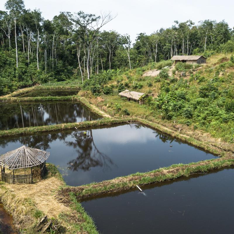 La réserve forestière de Yangambi [photo d'illustration]