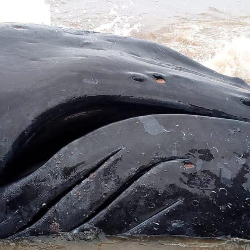 La baleine découverte échoue sur une plage à Muanda, dans le Kongo central (RDC)