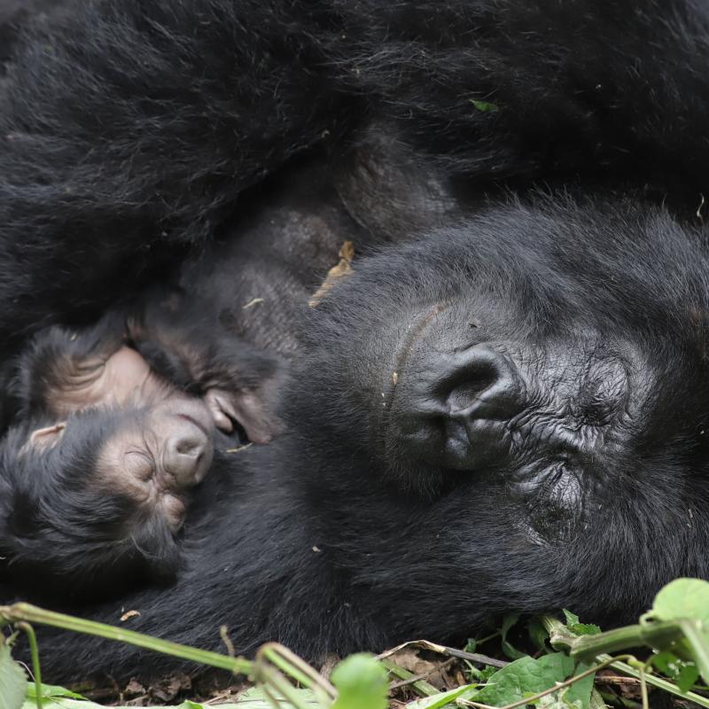 La famille Humba s'agrandit avec la naissance d'un gorille de montagne dans le Parc national des Virunga
