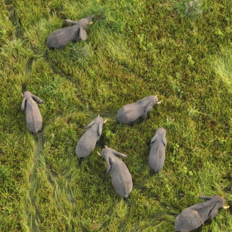 Quelques éléphants du parc national des Virunga localisés dans la vallée d’Ishasha